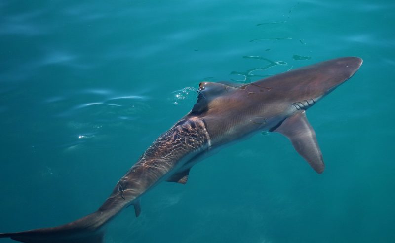 Shark Cage Diving - Image 3