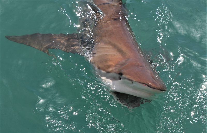 Shark Cage Diving - Image 2