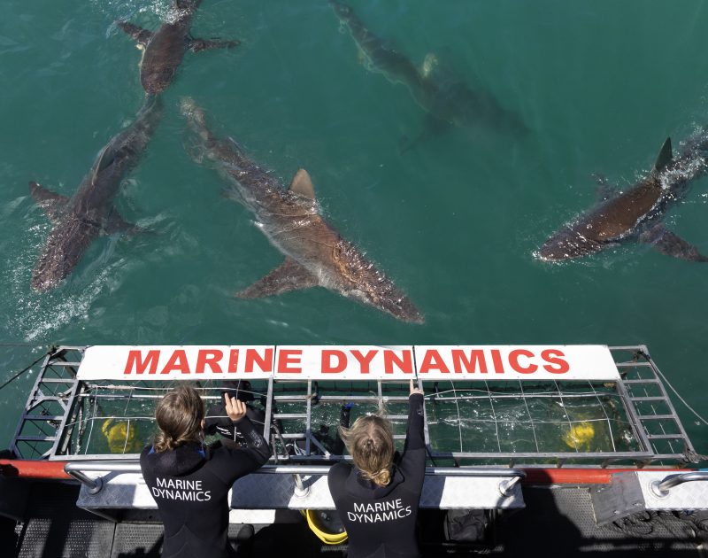 Shark Cage Diving - Image 5