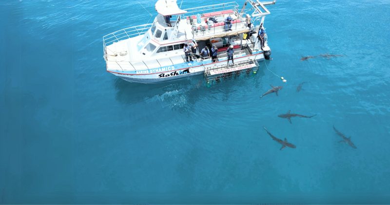 Shark Cage Diving