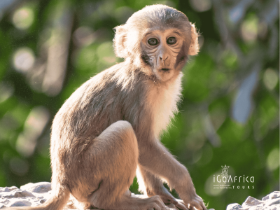 Cape Town & Garden Route in 7-Nights