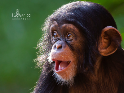 Unforgettable 7-Day Uganda Wildlife & Primates Safari